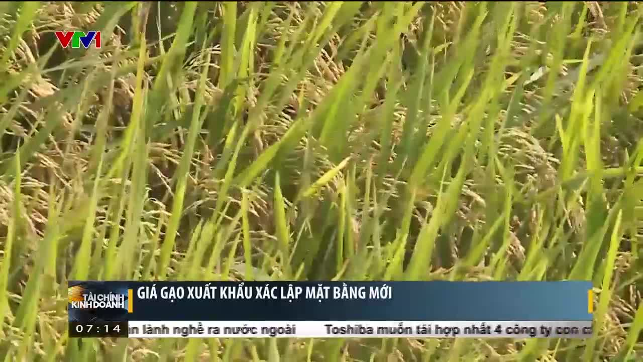 Giá gạo xuất khẩu xác lập mặt bằng mới | Tài chính kinh doanh