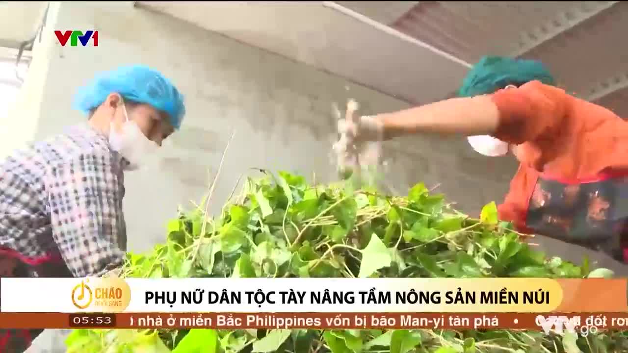 Phụ nữ dân tộc Tày nâng tầm nông sản miền núi | Chào buổi sáng